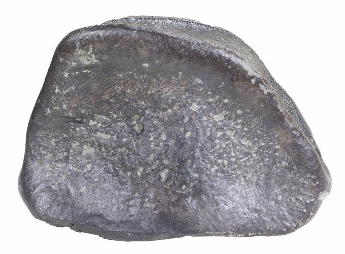 Hadrosaur Toe Bone - Two Medicine Formation #71728